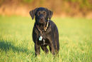 Young Labrador