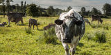 Moo Cow