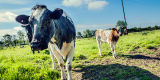 Moo