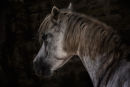 Pony
