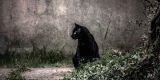 Black Cat