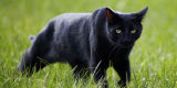 Blac Cat Prowling