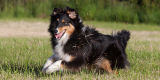 Sheltie Playing