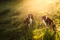 Summer Dogs