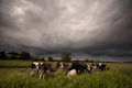Cows Before a Storm