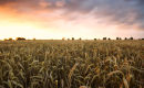 Wheat Field