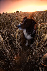Jet in a Wheat field