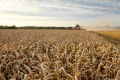 Wheat Harvest