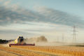 Harvest time