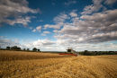 Harvest Landscape