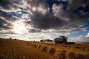 Barley Field