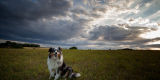 Sheltie Sitting