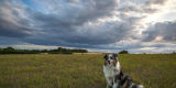 Sheltie in Landscape