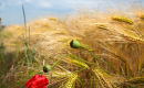 Poppy and Barley