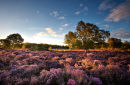Westleton Heath
