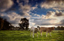 Young Beef Cattle