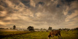 Cattle Grazing