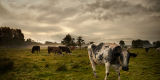Cattle on Marsh
