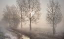 Winter Willows