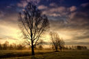Willows in the Mist