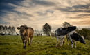 Suckler Herd
