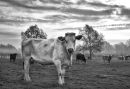 Suckler Cow