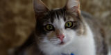 Tabby Cat