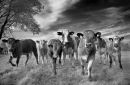 The Little 'Uns