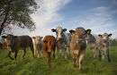 Calves in Colour