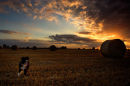 Dog and Bale