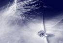 Feather Droplet