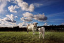 Cow and Calf