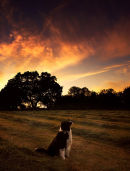 Fire in the Sky