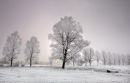 Frosted Willows