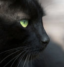 Spydey