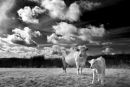 White Cow and Calf