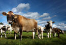 Moo