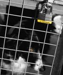 Caged