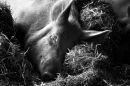 Sleepy Sow