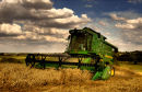 Harvesting wheat