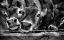 Jersey Heifers