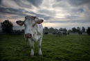Nosey Cow