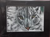 Snow Leopard