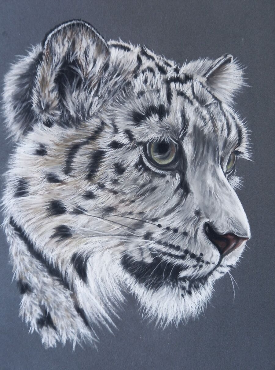 Snow Leopard1