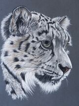 Snow Leopard1