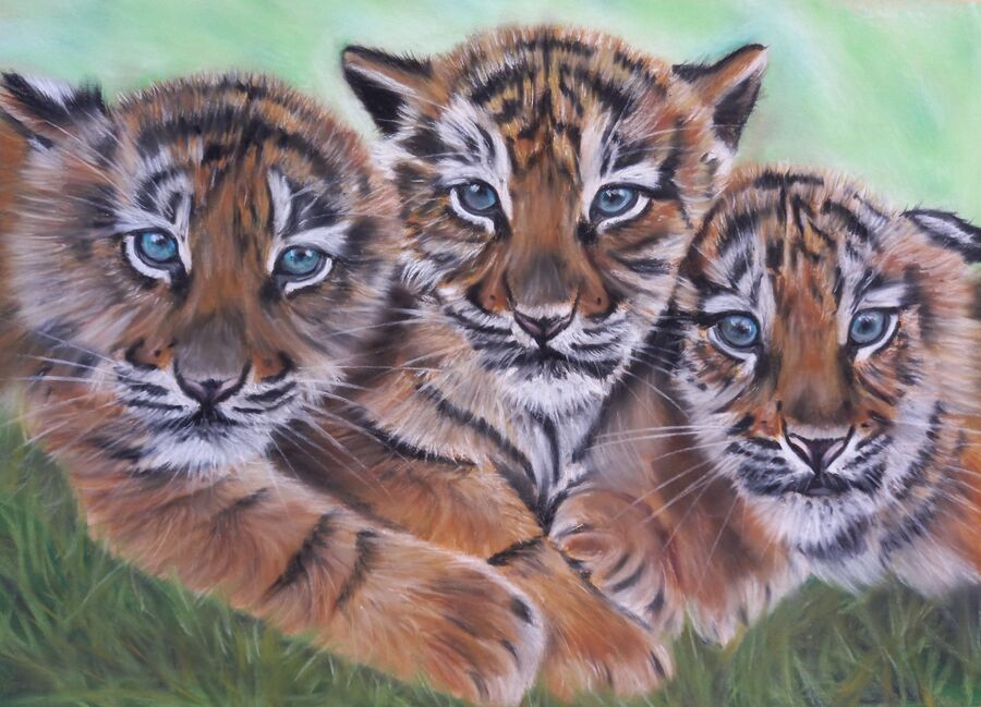 Tiger Cubs