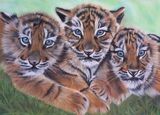 Tiger Cubs