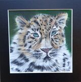 Amur Leopard