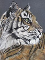Sumatran Tiger5