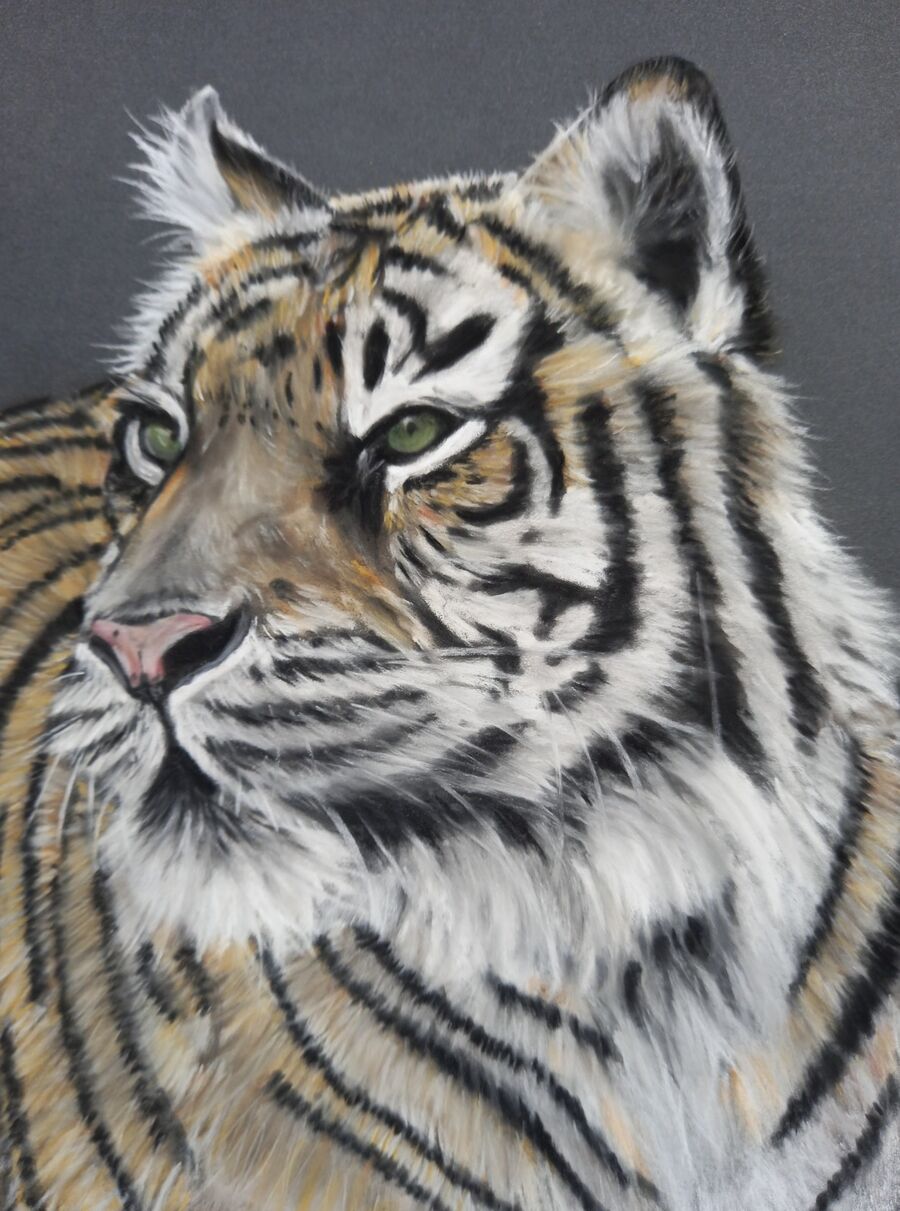 Sumatran Tiger6